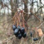 Viburnum lentago ഫലം