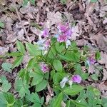 Lathyrus vernus Blad