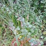 Clinopodium grandiflorum Habit