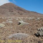 Euphorbia handiensis Habitat