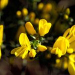 Genista scorpius Flower