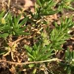 Spergularia rupicola Blad