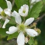 Rubus pensilvanicus Flower