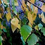 Betula pendula Blad