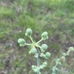 Eryngium horridum Flower