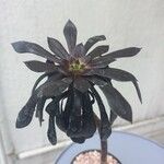 Aeonium arboreum عادت داشتن