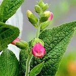 Digitalis thapsi Liść