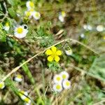 Potentilla argenteaFlor