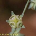 Omphalodes linifolia Fruit