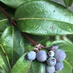 Lonicera acuminata Frutto