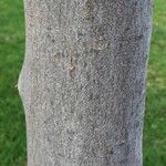 Euclea crispa Ŝelo