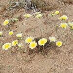 Malacothrix glabrata Flower