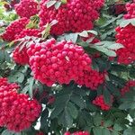 Sorbus aucupariaFruit