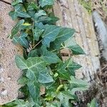 Hedera hibernica पत्ता