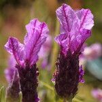 Lavandula stoechas Blüte