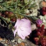 Dianthus gyspergerae Квітка