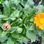 Calendula officinalis Habitus