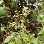 Ichnocarpus frutescens Flower