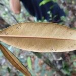 Pycnandra lissophylla Blatt