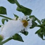 Erigeron annuus Blad