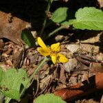 Chrysogonum virginianum Blomst