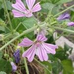 Malva sylvestris Flower