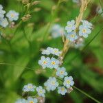 Myosotis decumbens花