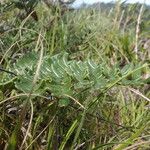 Hemionitis dura Leaf