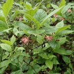 Lonicera alpigena Συνήθη χαρακτηριστικά