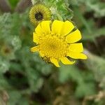 Senecio vernalis Floare