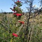 Hibiscus aponeurus Hábito