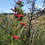 Hibiscus aponeurus Habit