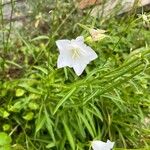 Campanula persicifolia 花