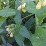 Symphytum tuberosum Fleur