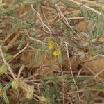 Helianthemum lippii Yaprak