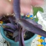Tradescantia pallida List