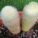 Mammillaria spinosissima 整株植物