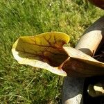 Sarracenia psittacina Yaprak