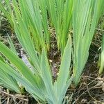 Iris pseudacorus Leaf