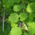 Populus tremulaLeaf