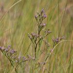 Limonium carolinianum 形態