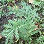 Tanacetum macrophyllum Leaf
