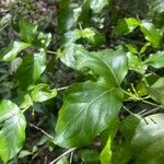 Premna tahitensis Leaf