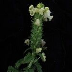 Pedicularis hoffmeisteri Alkat (teljes növény)