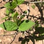 Philadelphus inodorus Blad