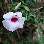 Pandorea jasminoides Blomst