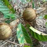 Rothmannia whitfieldii Fruit