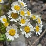 Tanacetum parthenium Çiçek