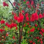 Crinodendron hookerianum फूल