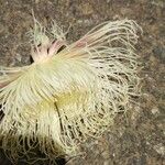 Barringtonia neocaledonica Blomma